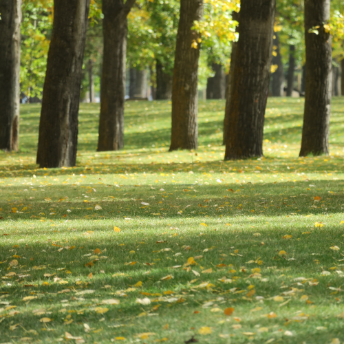 Fall Shadows