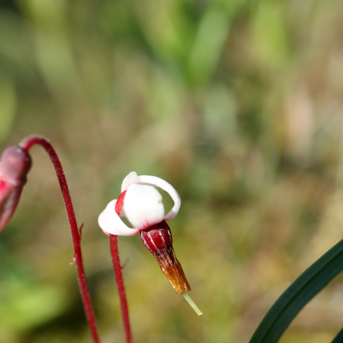 Flowers of the Bog