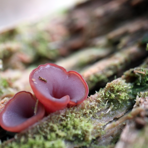 Jellies of the Woods