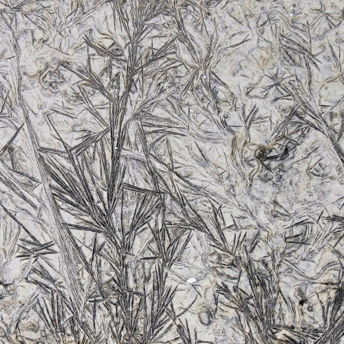 Hand drawn nature print