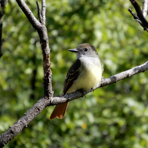 Perched on the Ridge