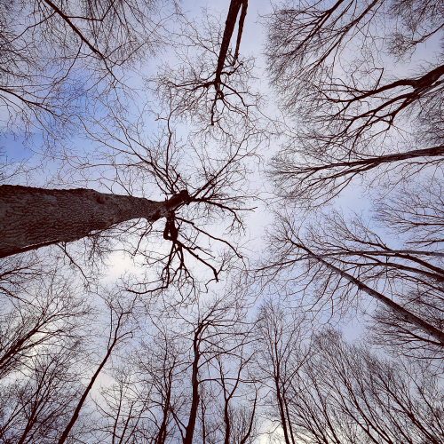 The trees tell the story