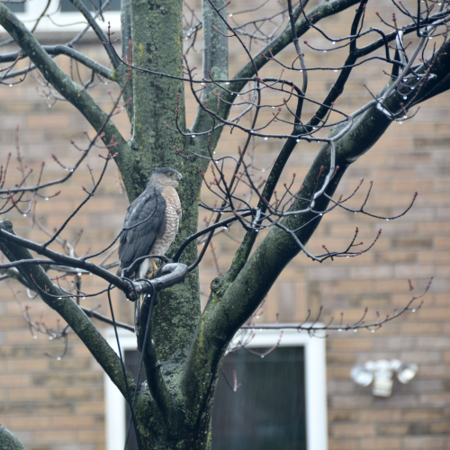Backyard hawk