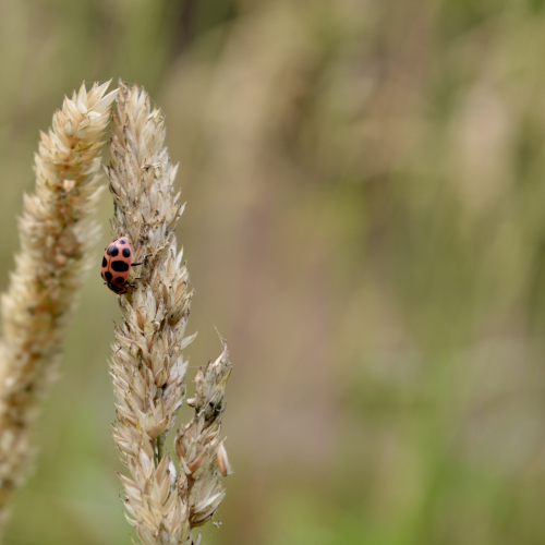 Little ladybug