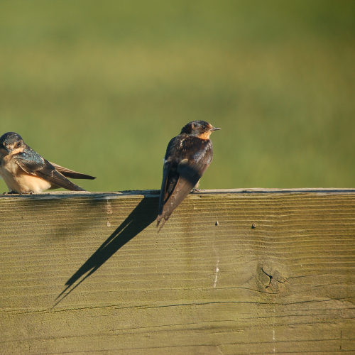Barn swallows at Point Pelee