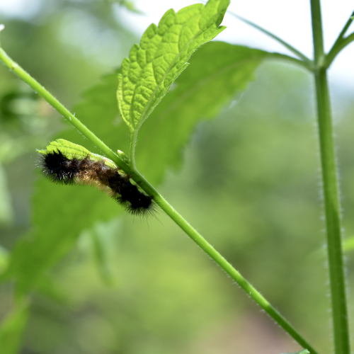 Wooly bear in late summer