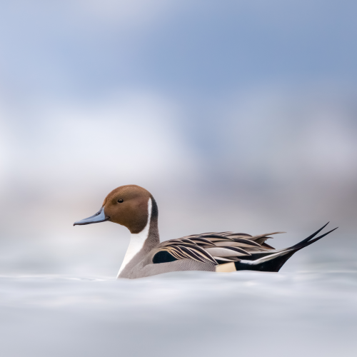 Northern Pintail