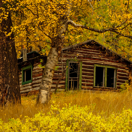 Abandoned Homestead 5