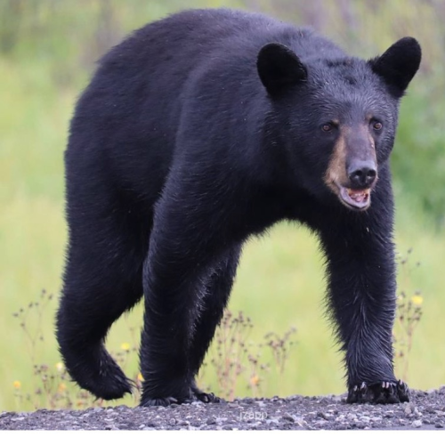 Bib Bad Bruin