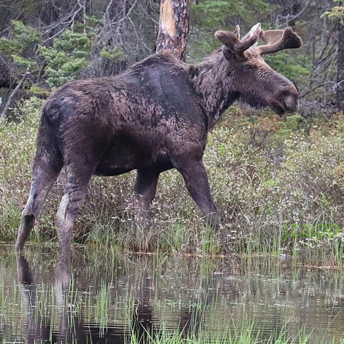 Mr Moose