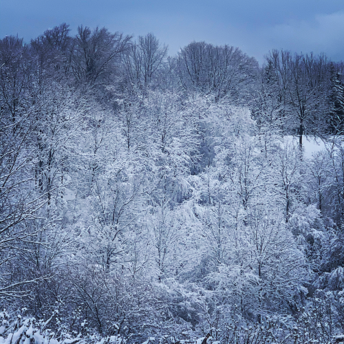 Winter Wonderland