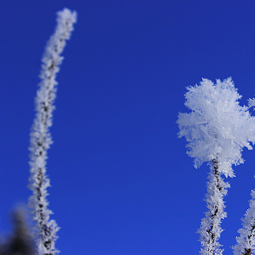 Frost at Lake Louise