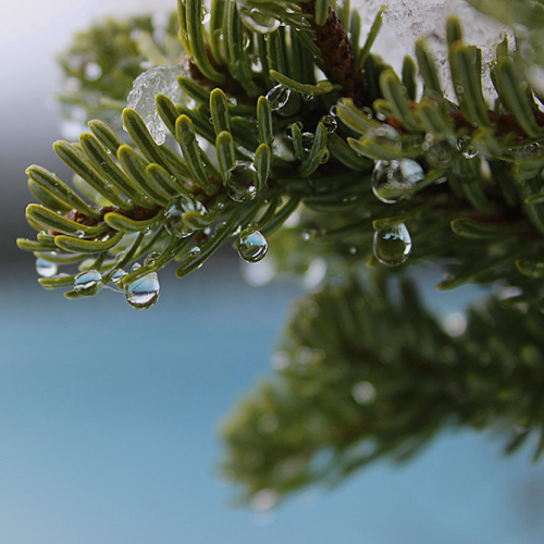 Morning Dew