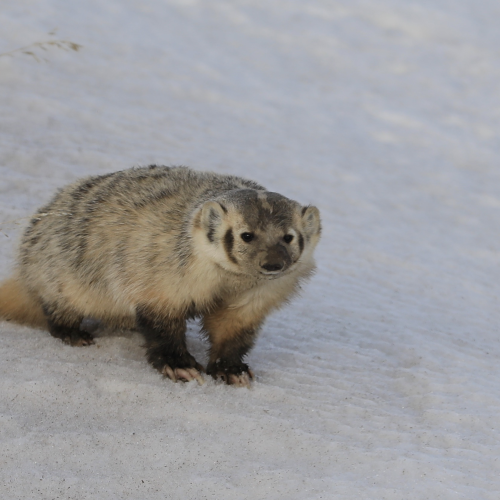 Badger 