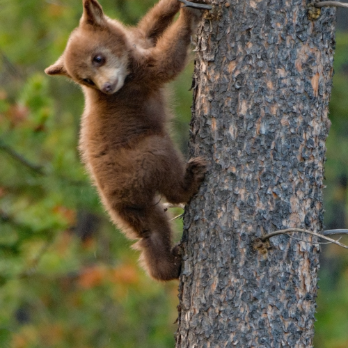 Black Bear Cub 5