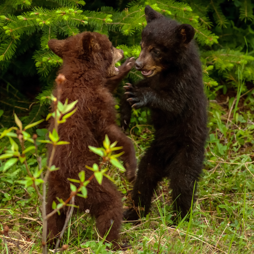Black Bear cubs 1