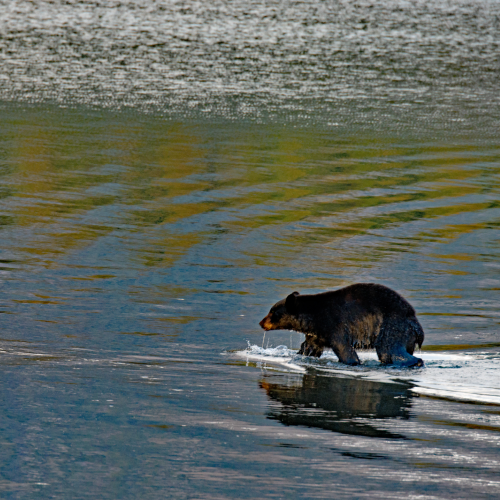 Black bear Emerging From Swim 1