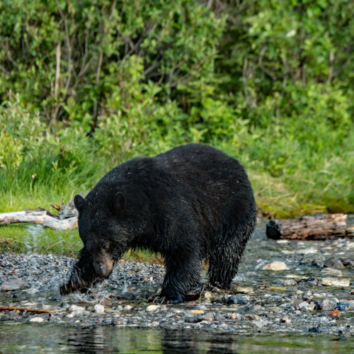 Black Bear Fishing 9