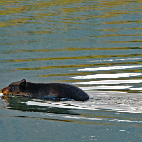 Black Bear Swimming 1