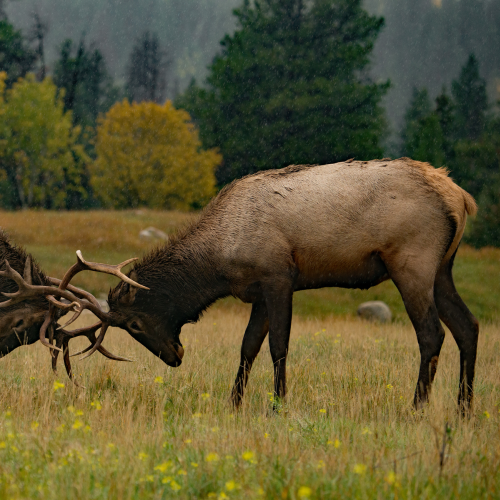Bull Elk fighting 1