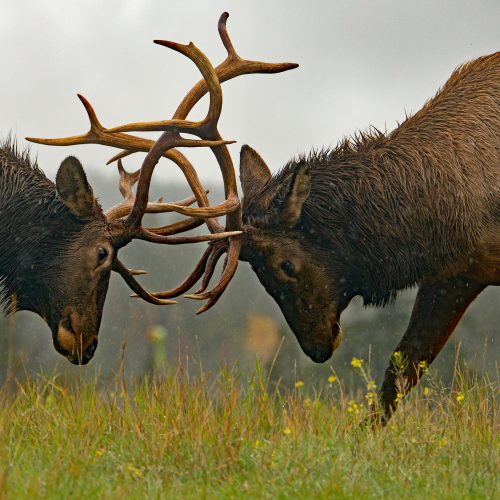 Bull Elk Fighting 2