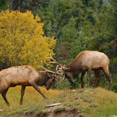 Bull Elk Fighting 7