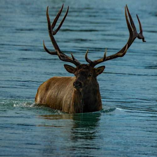 Bull Elk Swimming 2