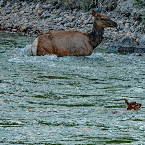 Cow And Calf Elk Swimming 3