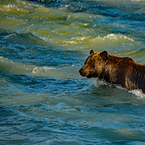 Grizzly Swimming Athabasca River 1