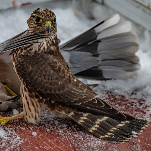 Sharp-shinned Hawk With Turtle Dove 1