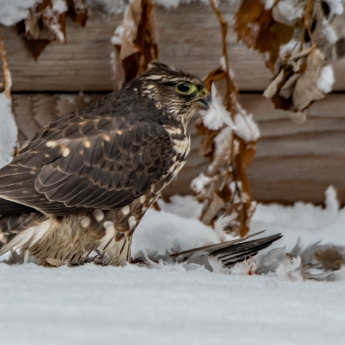 Sharp-shinned Hawk With Turtle Dove 2
