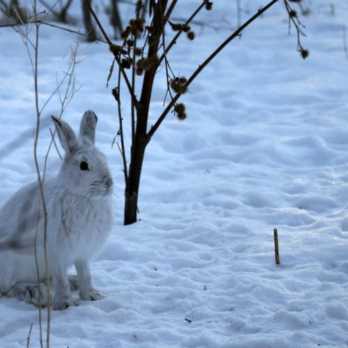 Comfortable in Snow