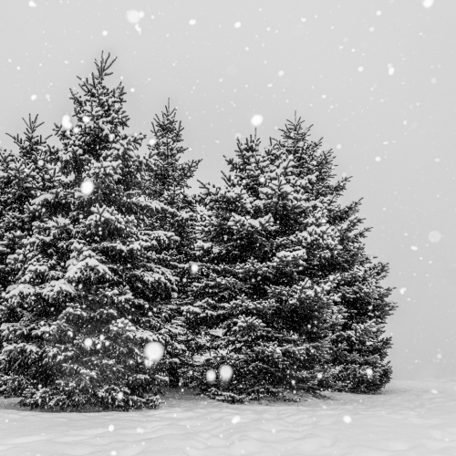 Snowstorm blankets the trees!
