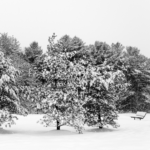 Snowstorm blankets the trees!