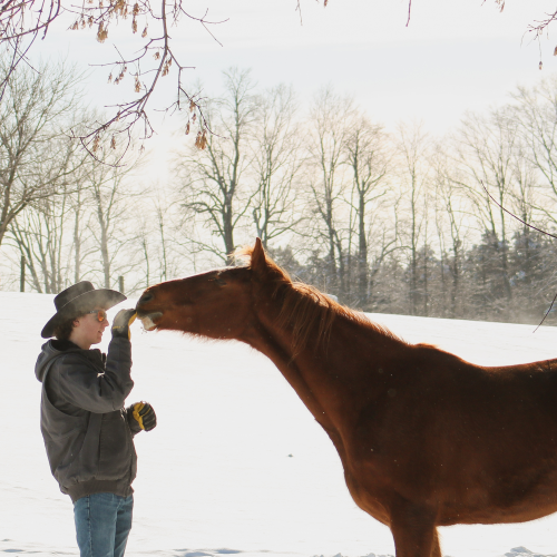 Winter at the Farm