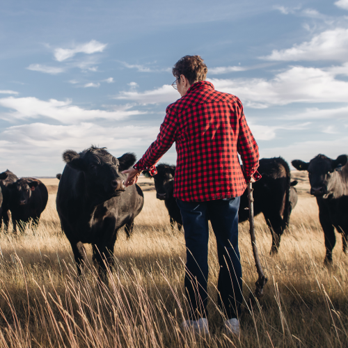 Cow-woman