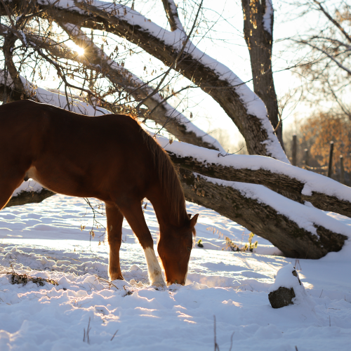 Enjoying Winter