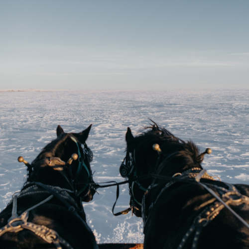 Moonrise Sleigh Ride