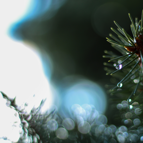 December Thaw