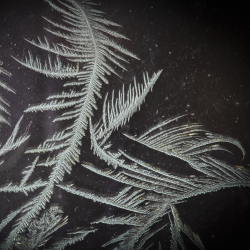 Frosted Palms
