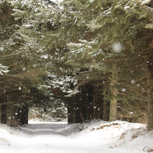 The Pathway to Narnia