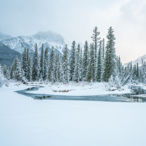 Winter Wonderland