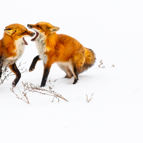 Love Bites