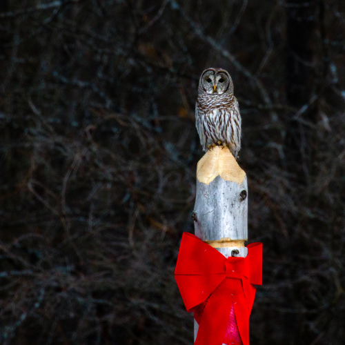 Christmas Owl