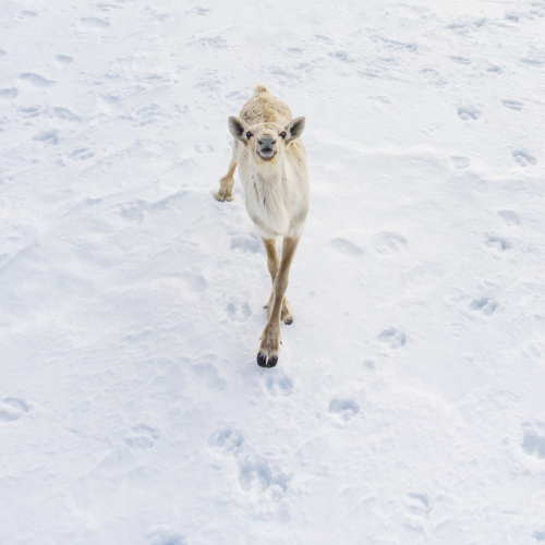 Curious caribou
