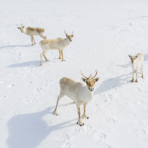 Caribou family gathering