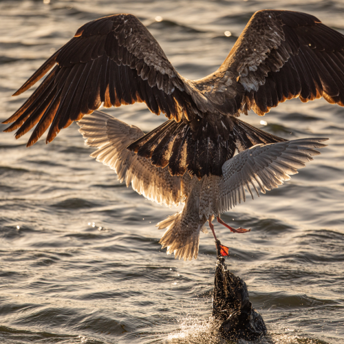 Entangled gull prey for eagle