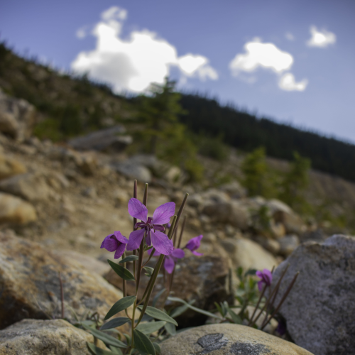 Fireweed in Jasper
