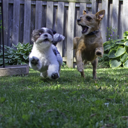 Best Buddies