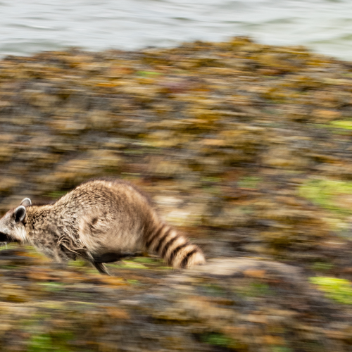 Raccoon in Full Sprint